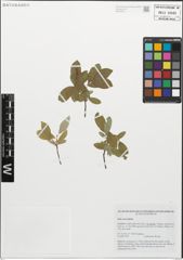 Foto von Salix myrsinifolia Salisb.